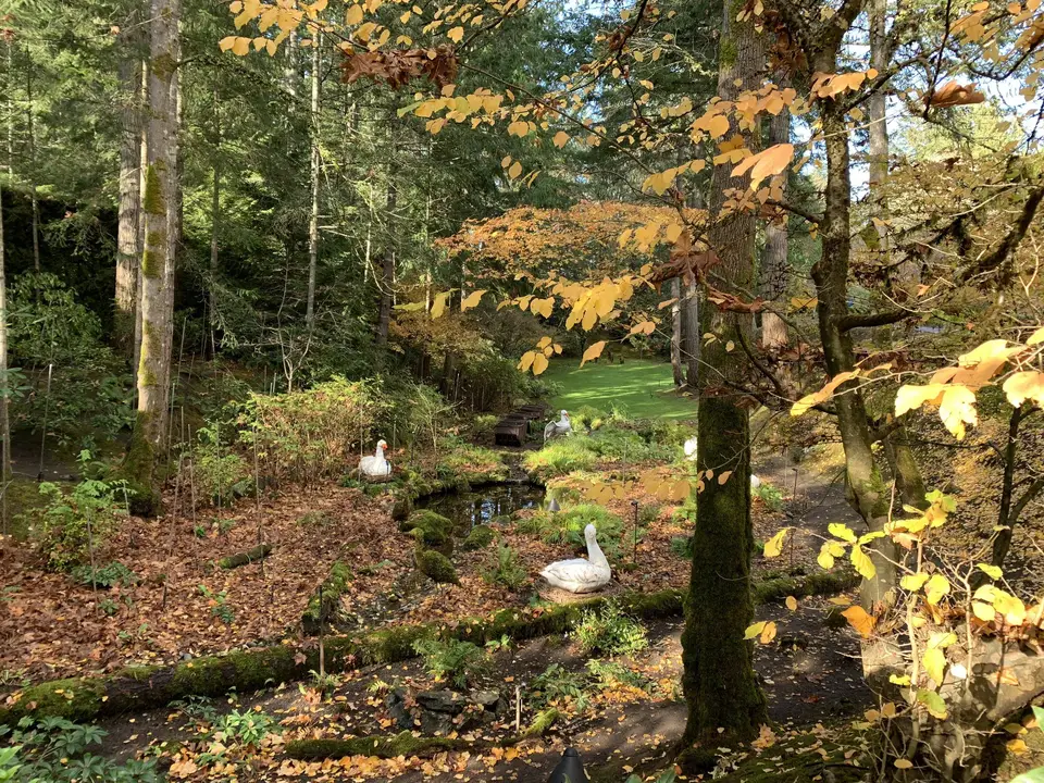 Autumn leaves around a quiet pond with a swan