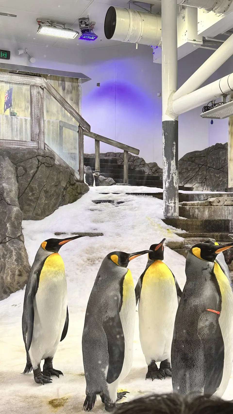 Penguins standing together on a snowy rock