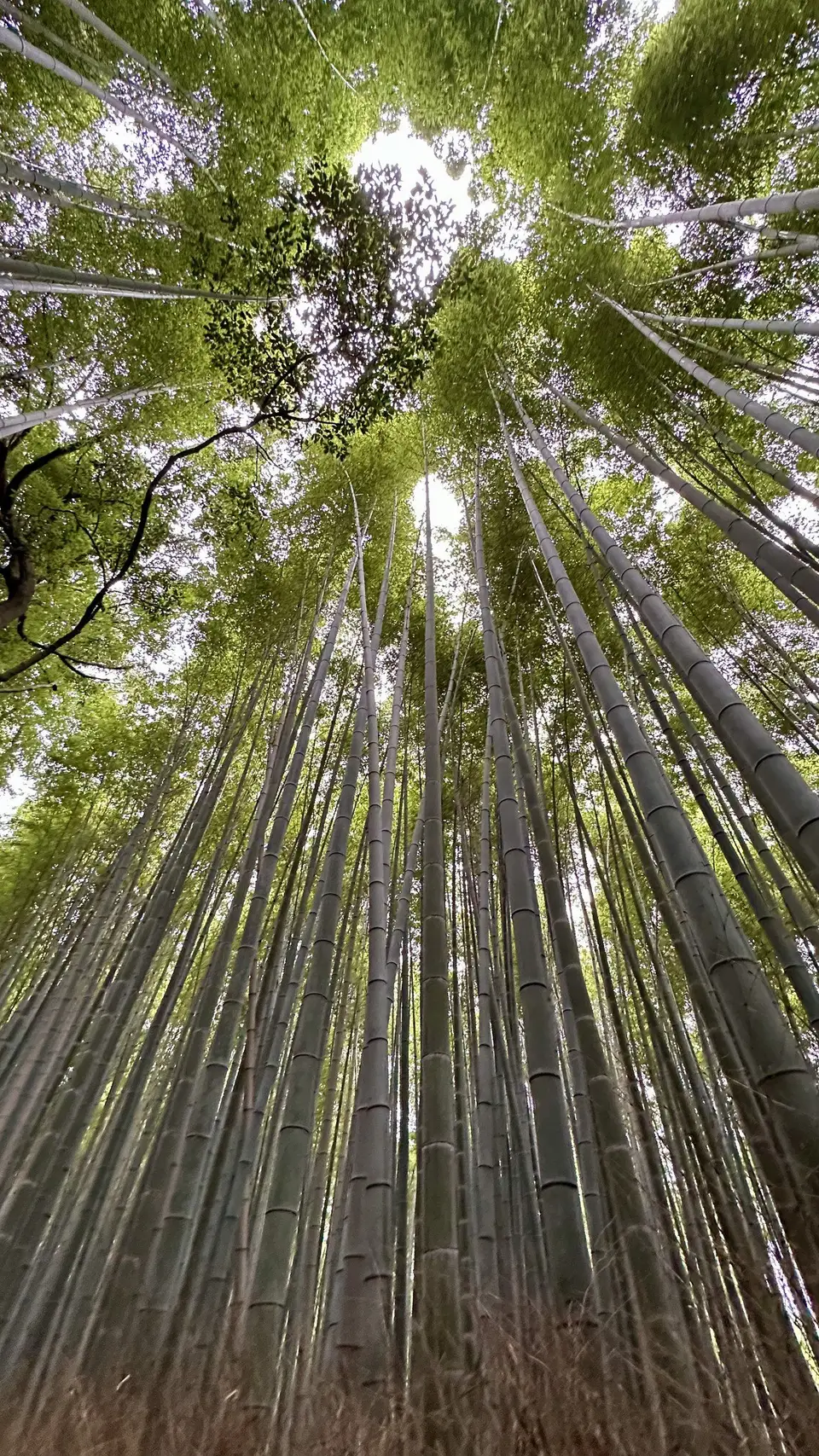 Tall bamboo, looking up through the leaves