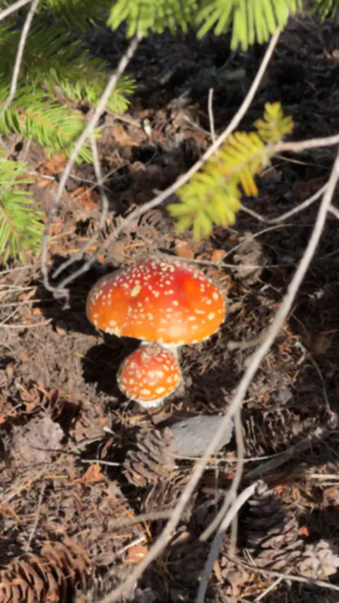 A red mushroom on a forest floor among pine needles