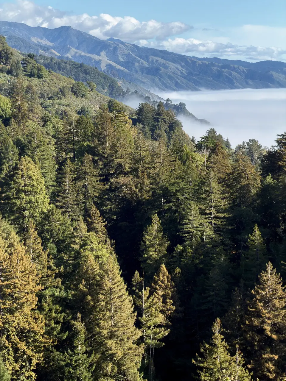 Pine forest and mountains above a valley of fog