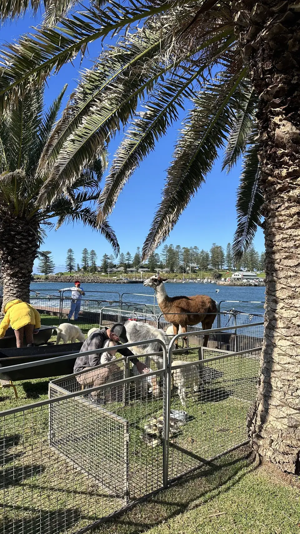 Llamas behind a fence beside the water, with visitors nearby